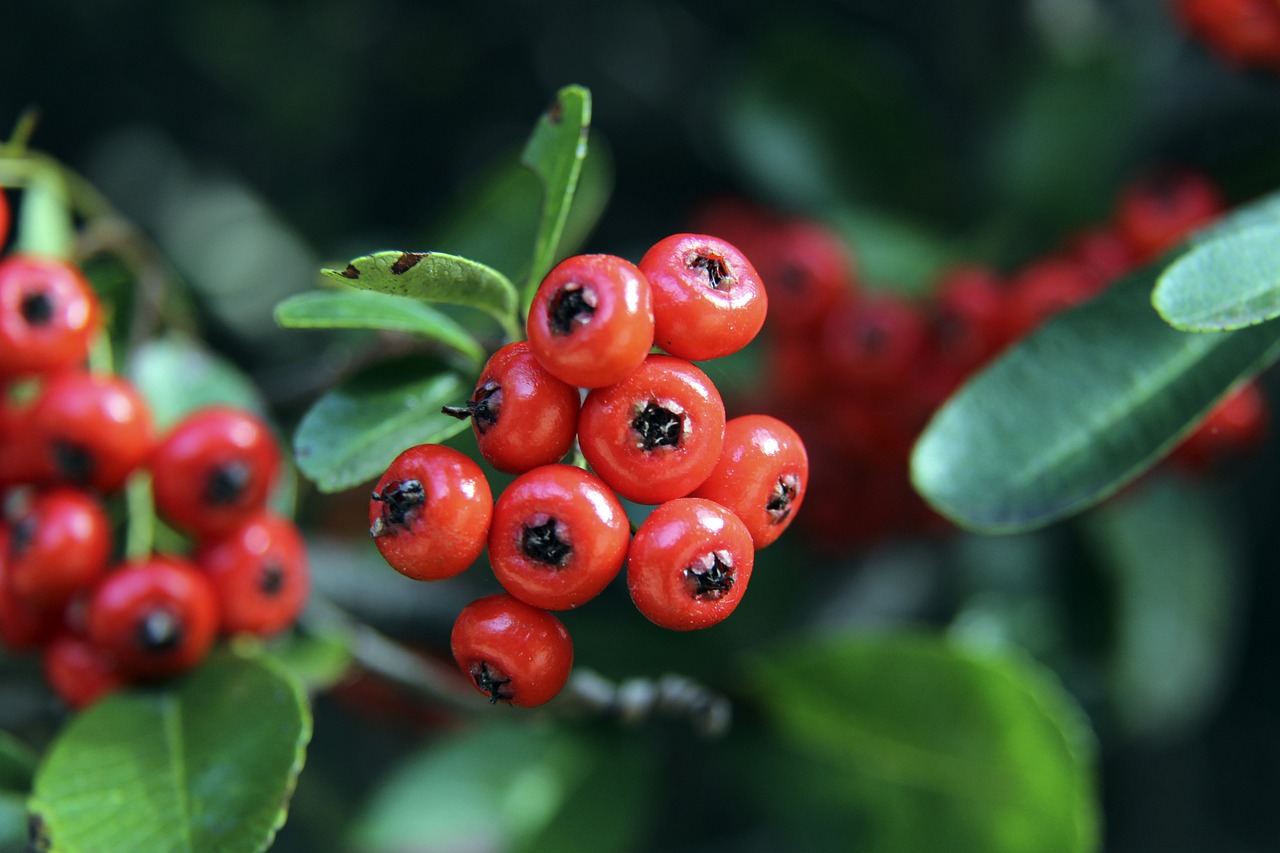 两支球队将 两支球队将