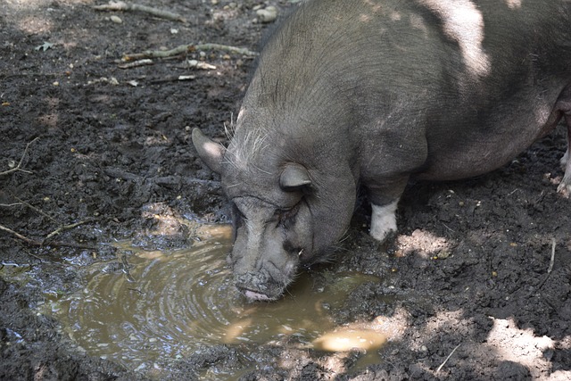 像张琳芃这 像张琳芃这